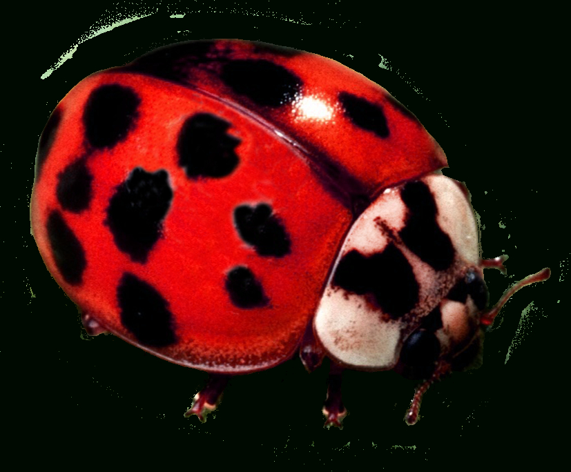 Ladybug Clipart tout Ladybug Png