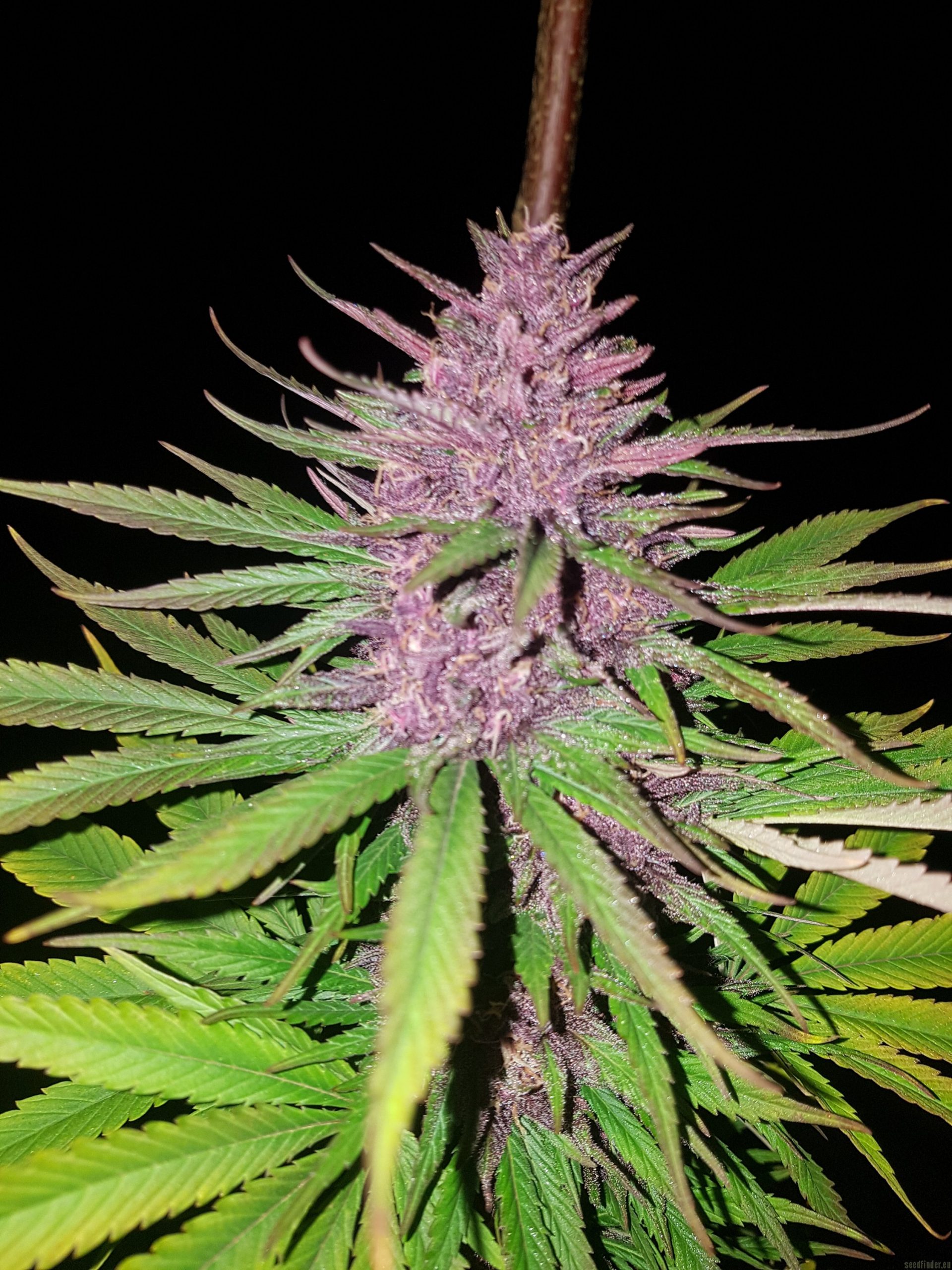 Red Mandarine F1 Fast Version (Von Sweet Seeds concernant Growdiaries