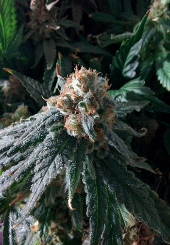 Top 10 High Yielding Autoflower Strains - Auto Seeds dedans Growdiaries