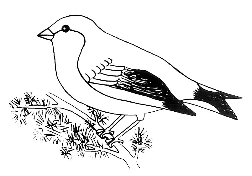 119 Dessins De Coloriage Oiseau À Imprimer Sur Laguerche destiné Coloriage Oiseau