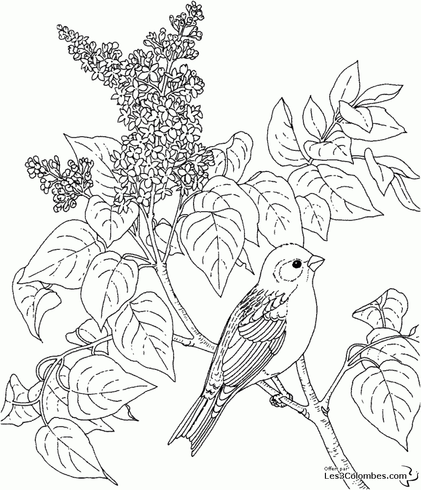 15 Coloriage Oiseaux Et Fleurs A Imprimer | 30000 à Coloriage Oiseaux