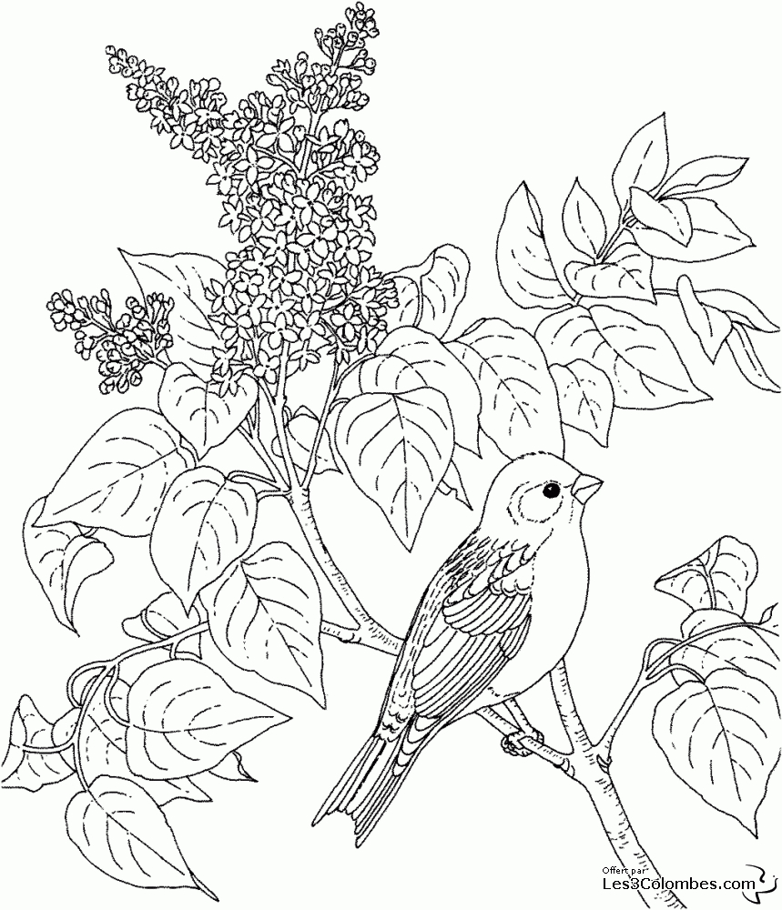 15 Coloriage Oiseaux Et Fleurs A Imprimer | 30000 avec Coloriage Oiseaux,