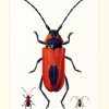 1960 Vintage Red Beetle Print. Coleoptera Illustration destiné Dessin Insecte