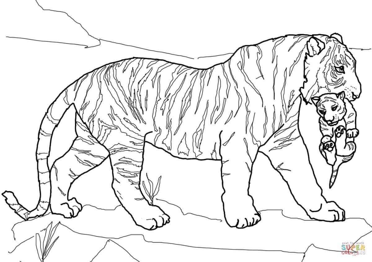 27 + Collection Photo Tendance Coloriage Tigre Imprimer La intérieur Coloriage Tigre,