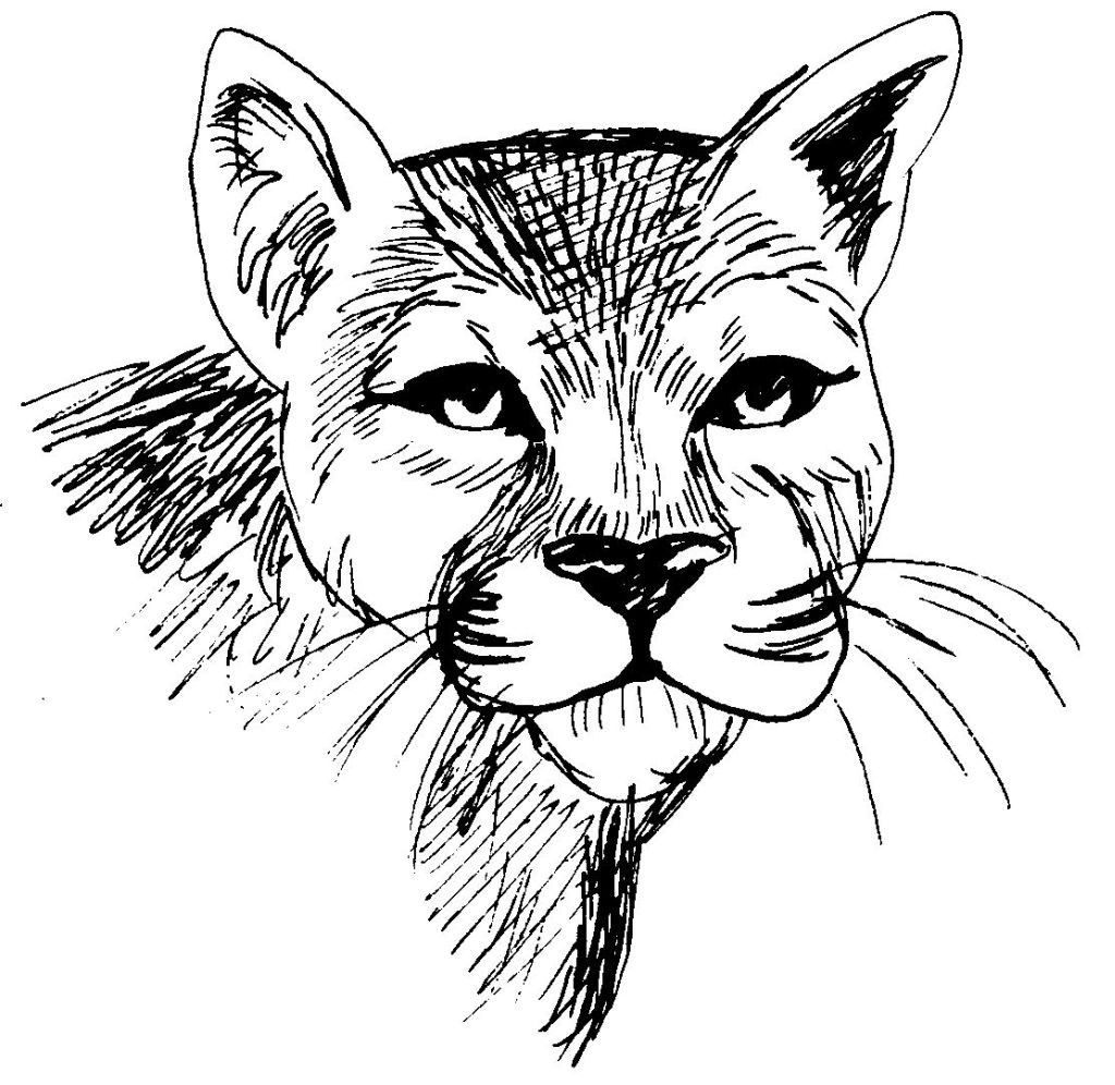 40 Dessins De Coloriage Cougar À Imprimer Sur Laguerche dedans Coloriage Dessin Tete De Chat