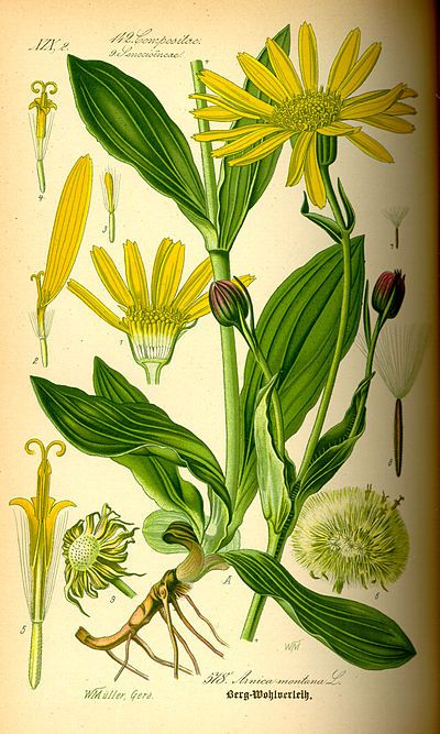 400Px-Illustration_Arnica_Montana0 (400×667 concernant Dessin 667