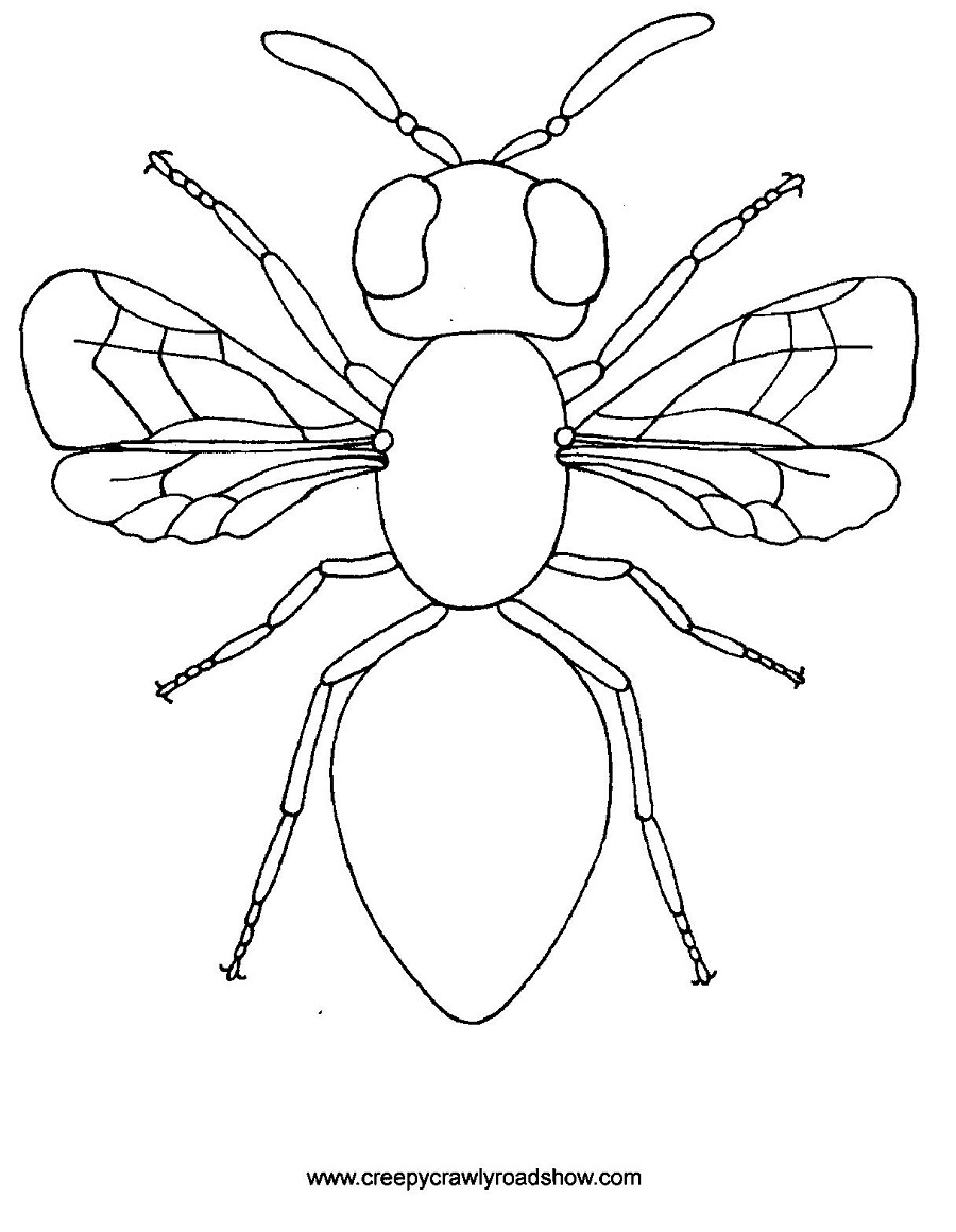 56 Dessins De Coloriage Insecte À Imprimer Sur Laguerche destiné Coloriage Insectes