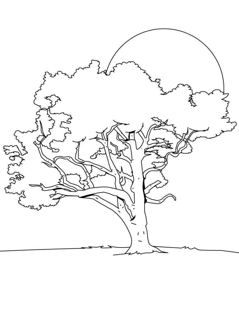 66 Dessins De Coloriage Arbre À Imprimer Sur Laguerche serapportantà Coloriage Dessin Arbre