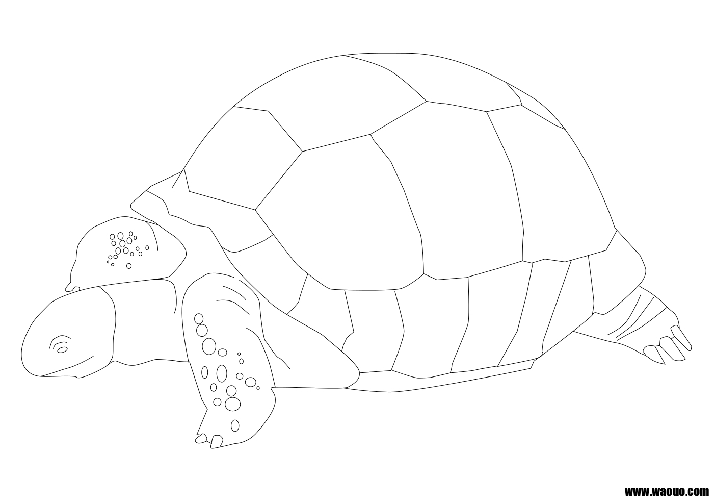 69 Dessins De Coloriage Tortue À Imprimer Sur Laguerche concernant Coloriage Tortue,