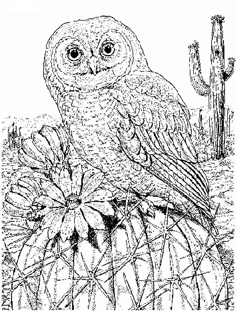 72 Luxe Images De Coloriage Chouette Hulotte | Owl encequiconcerne Coloriage Dessin Chouette