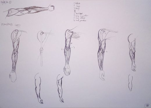 Anatomie Du Bras : Premiers Pas - Apprendre À Dessiner En à Dessiner L&amp;#039;Anatomie,