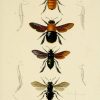 Antique Insect Prints, Vintage Insect Prints, Insect Print intérieur Dessin Insecte