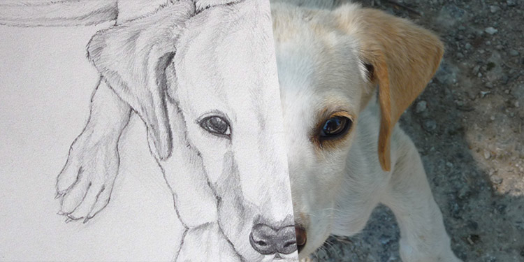 Apprendre A Dessiner Un Chien Vu De Haut | Apprendre À intérieur Un Dessin