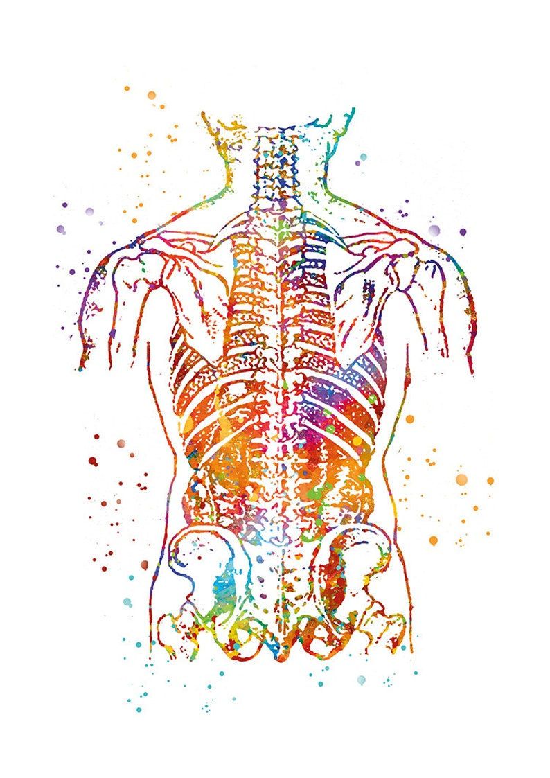 Art Abdomen Dessin Corps Humain Décoration Cabinet Médical à Dessin Corps