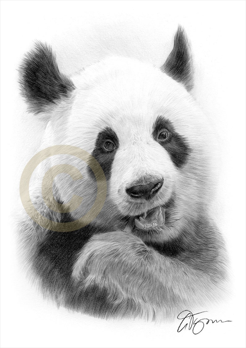 Art De Panda Géant Dessin Au Crayon Dessin Animalier | Etsy encequiconcerne Dessin Panda