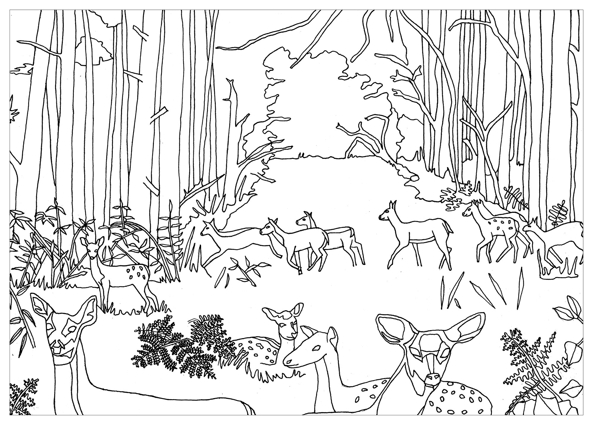 Biches Et Faons En Foret - Cerfs - Coloriages Difficiles tout Coloriage Dessin De Biche