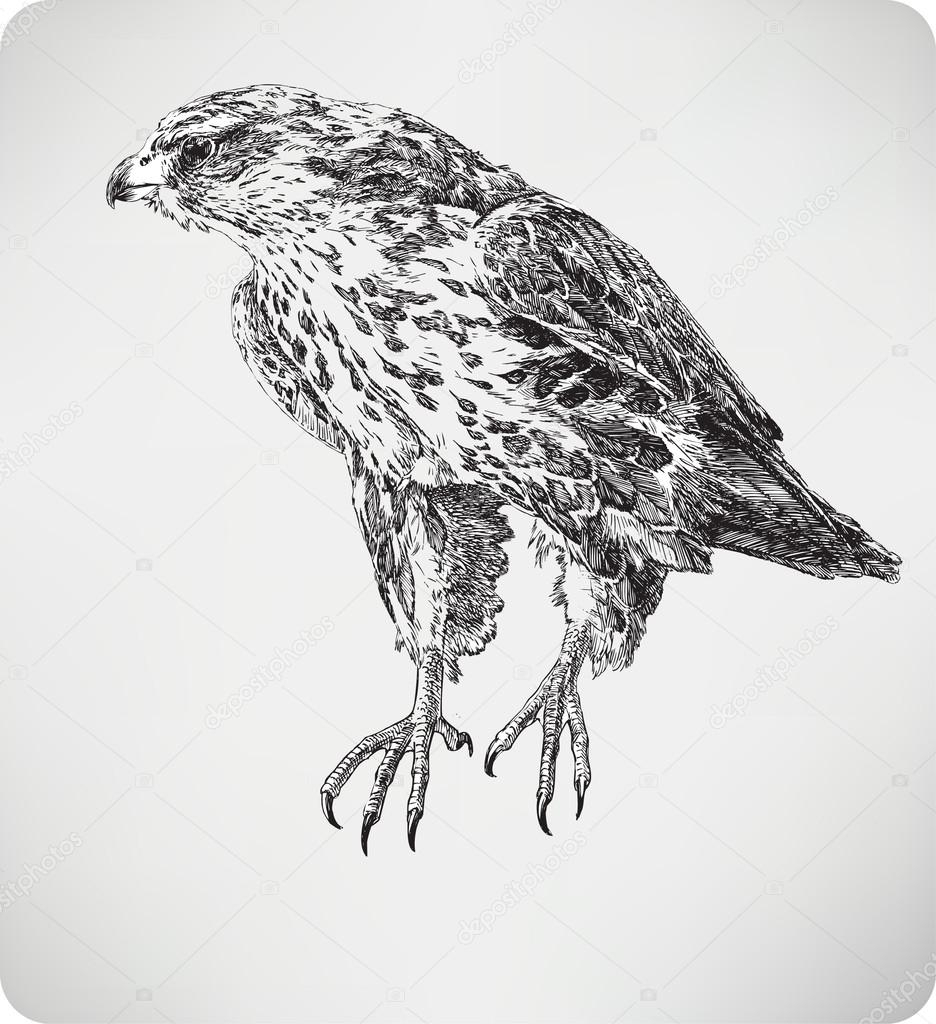 Bird Falcon, Hand Drawing, Vector Illustration. — Stock serapportantà Falcon 9 Dessin