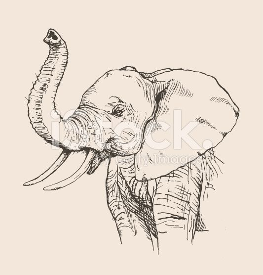 Black Outline Drawing | Elephant Sketch, Elephant Art tout Dessin Elephant