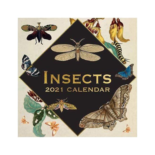 Calendrier Dessin Insecte 2021 intérieur Dessin 2021