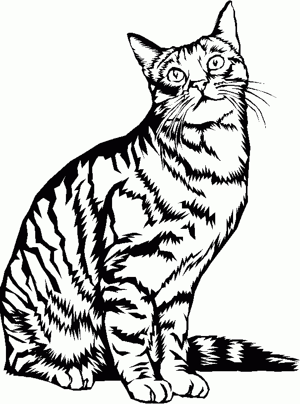 Chat5.Gif (605×814) | Chat A Colorier, Dessin Chat à Dessin Un Chat,