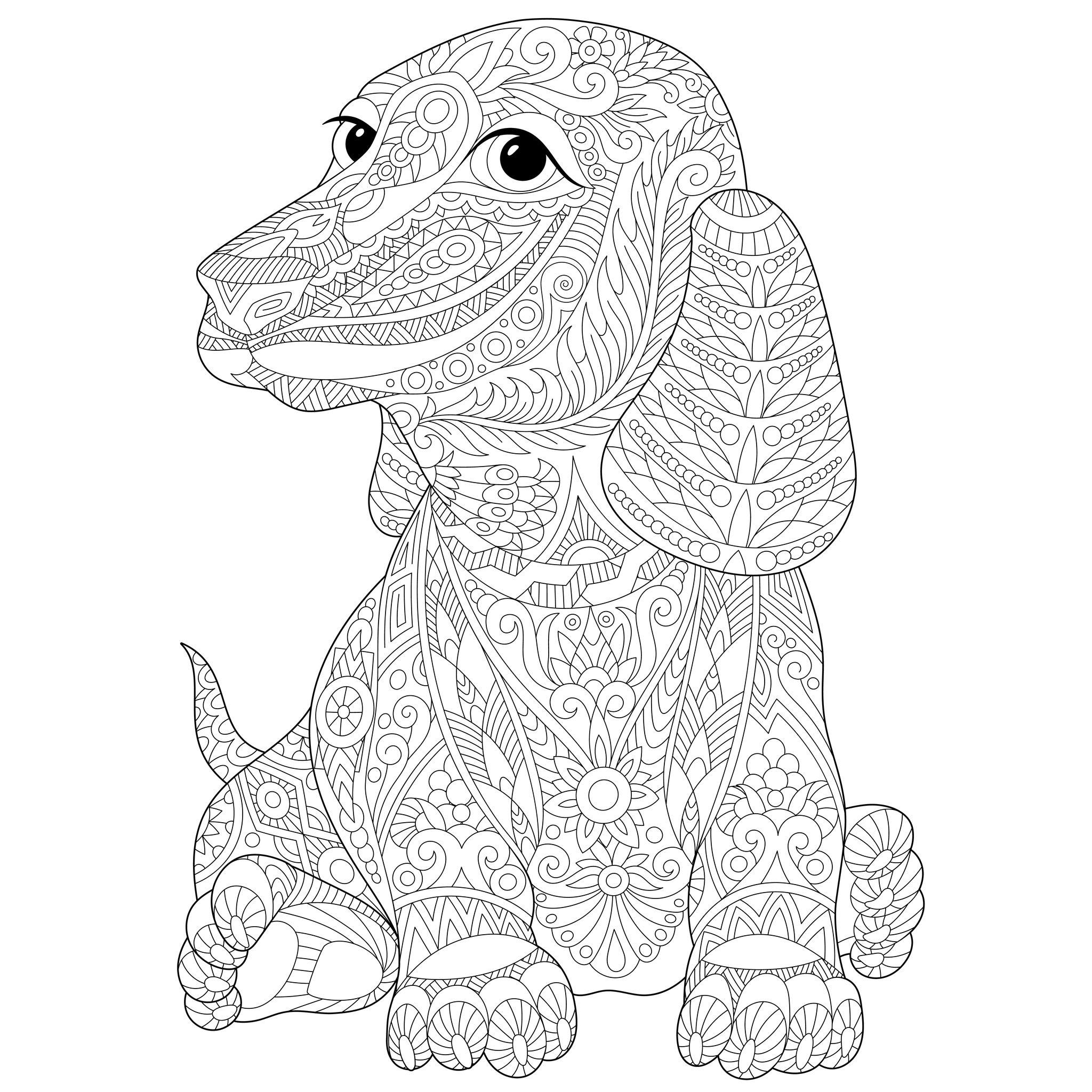 Chien Teckel - Dogs Adult Coloring Pages dedans Coloriage Chien