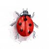 Coccinelle À L'Aquarelle | Insect Art, Rock Painting avec Dessin Insecte