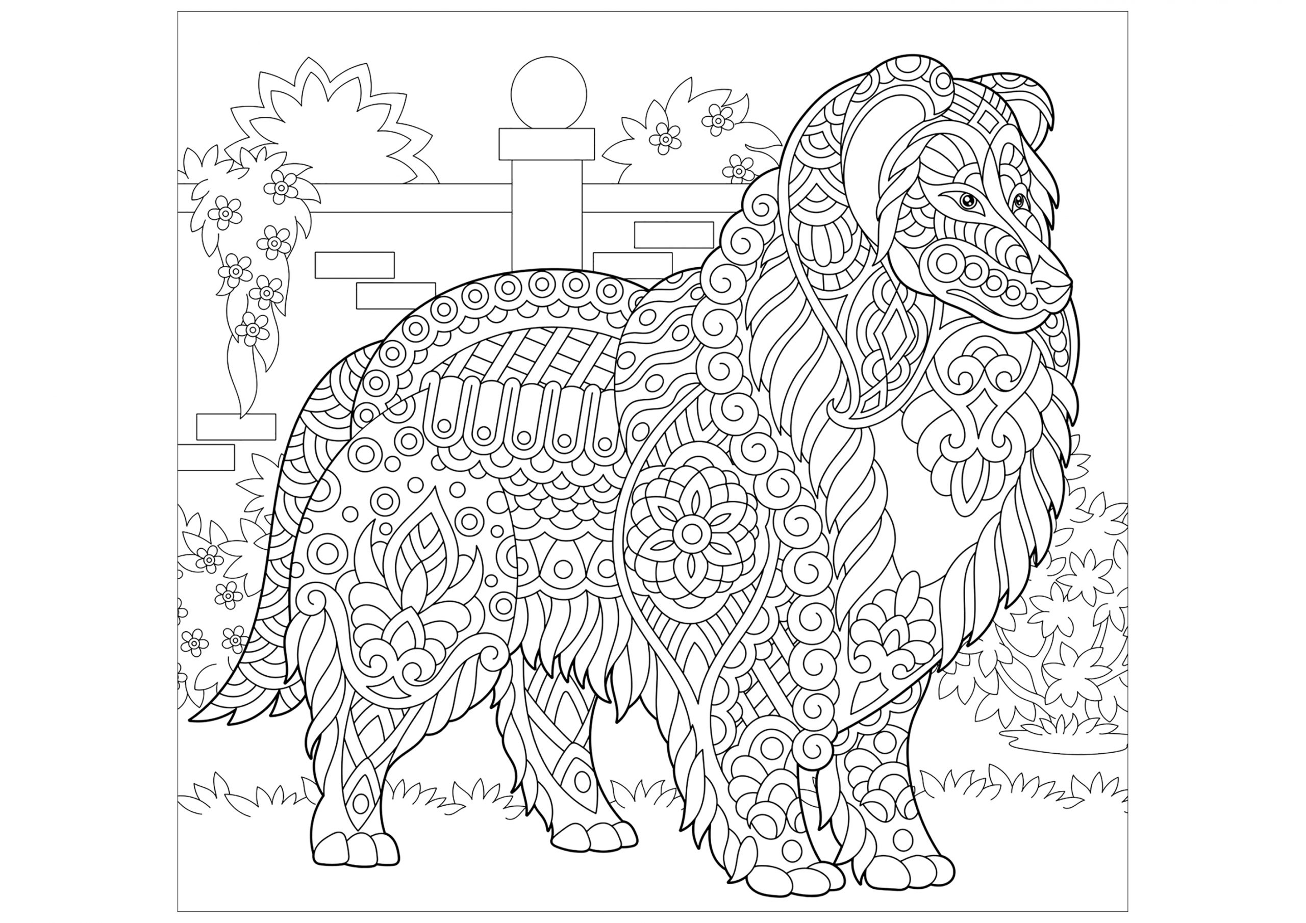 Colley À Colorier - Chiens - Coloriages Difficiles Pour encequiconcerne A Colorier Dessin