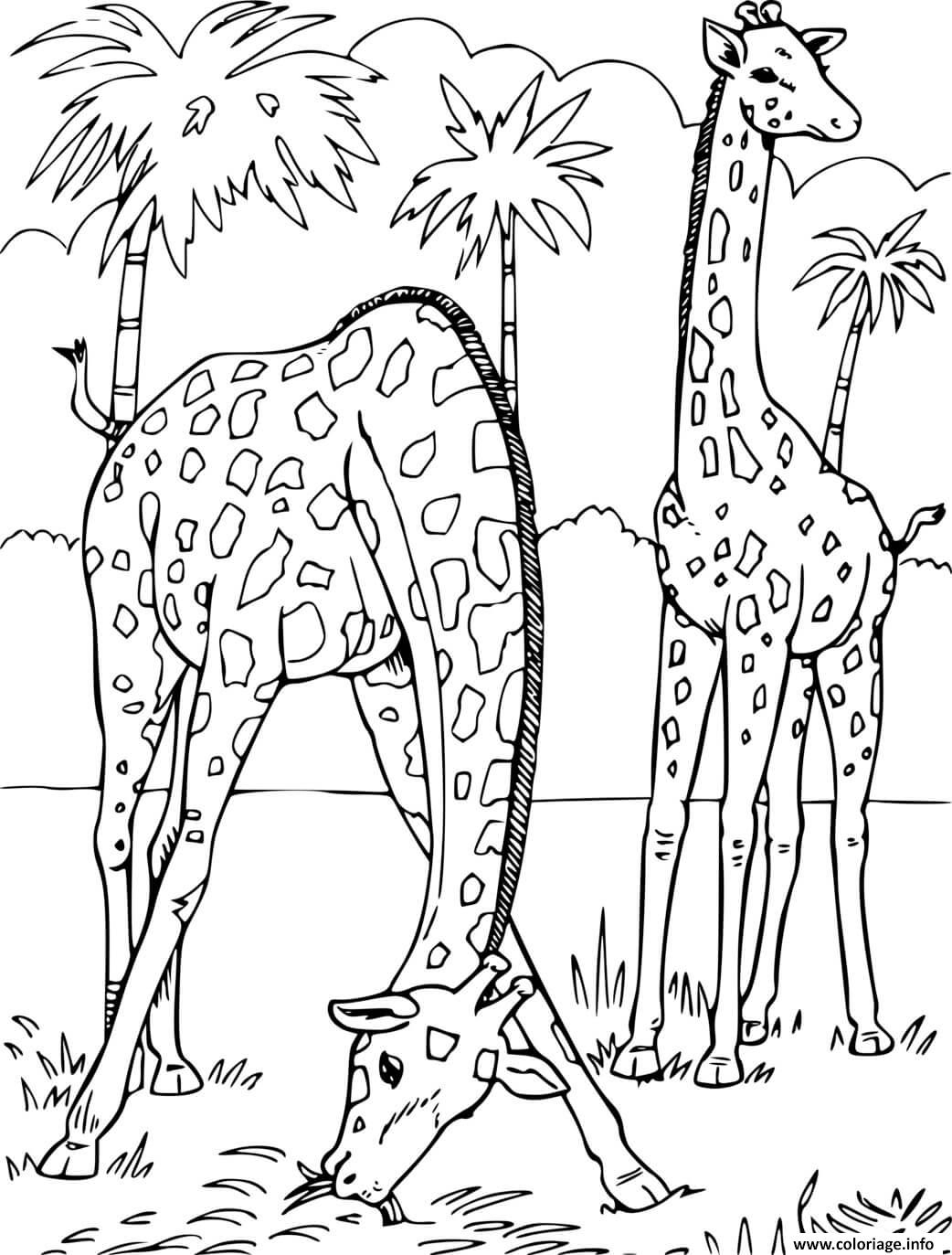 Coloriage 2 Girafes Dans La Savane Dessin Girafe À Imprimer intérieur Coloriage 2 Ans Pdf