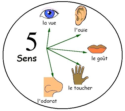 Coloriage 5 Sens Imprimer Les 5 Sens Au Fil Des Jours Je encequiconcerne Coloriage Les 5 Sens