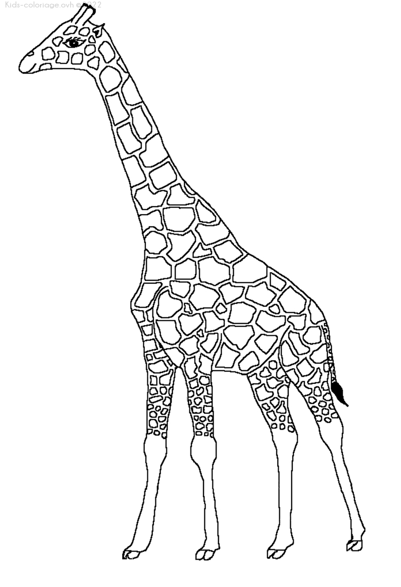 Coloriage À Imprimer Girafe-6 serapportantà Coloriage Dessin À Dessiner