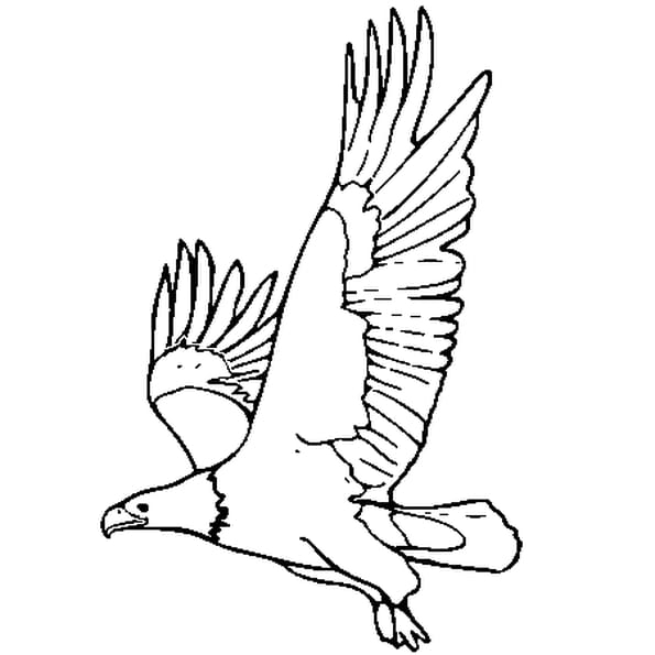 Coloriage Aigle En Ligne Gratuit À Imprimer pour Comment Colorier Un Dessin