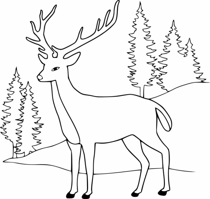 Coloriage Cerf De Forêt À Imprimer Sur Coloriages dedans Coloriage Dessin De Biche