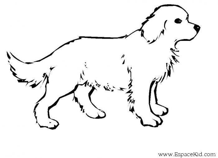 Coloriage Chien À Colorier - Dessin À Imprimer | Dog pour Dessin Un Chien Facile,