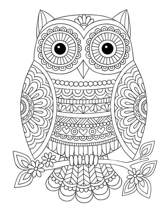 Coloriage Chouette. 100 Images De Rapaces Gratuites serapportantà Coloriage Dessin Chouette