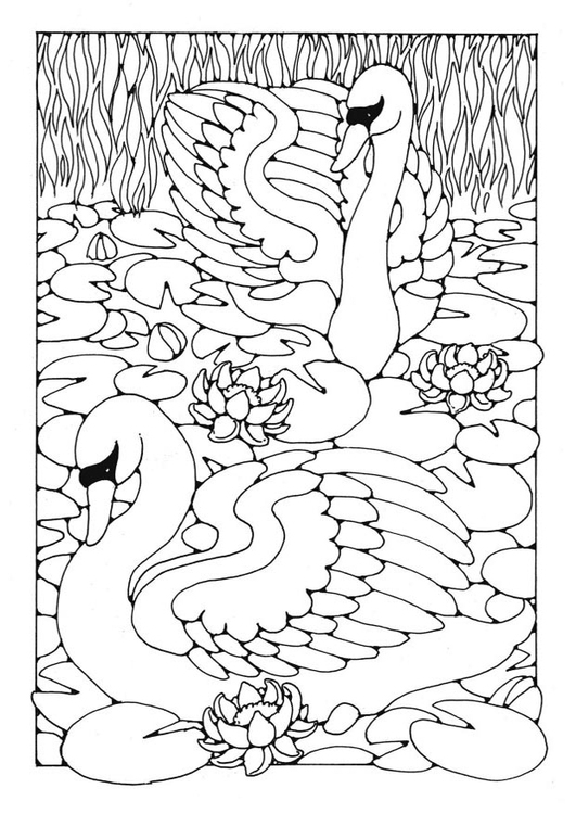 Coloriage Cygnes - Coloriages Gratuits À Imprimer - Dessin tout Coloriage Étang Dessin