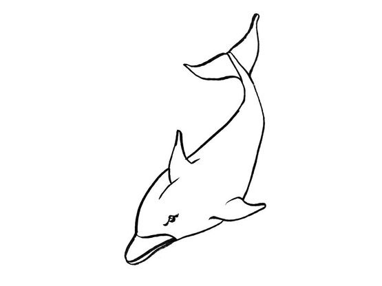 Coloriage Dauphin 7 - Coloriage Dauphins - Coloriages Animaux à Coloriage Dauphin