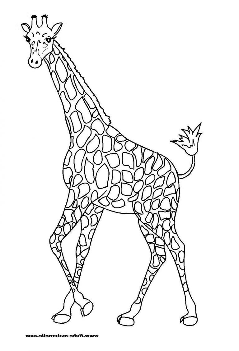 Coloriage De Girafe Unique Photographie Dessins Gratuits À avec Coloriage Girafe