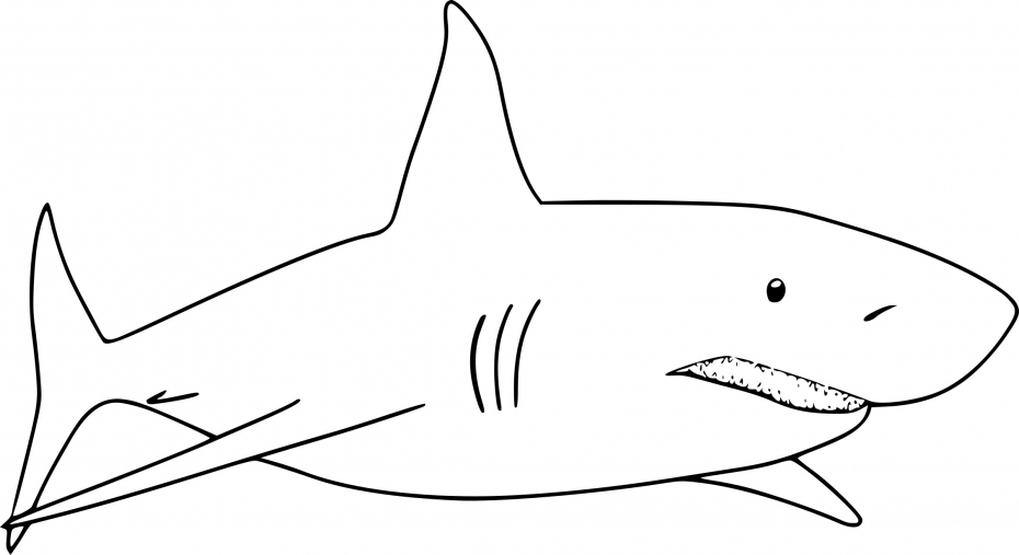 Coloriage De Requin À Imprimer Sur Coloriage De destiné Coloriage Dessin Requin