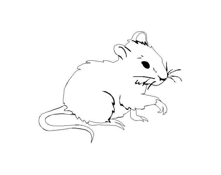 Coloriage De Souris À Imprimer - Coloriage De Souris concernant Dessin Souris