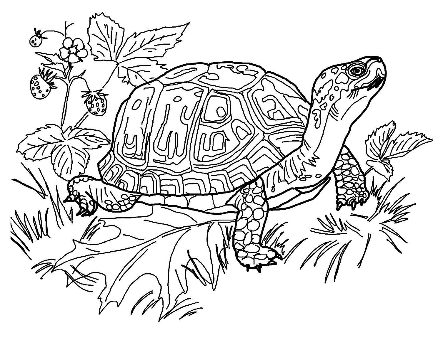 Coloriage De Tortue À Imprimer - Coloriage De Tortues concernant Coloriage Tortue