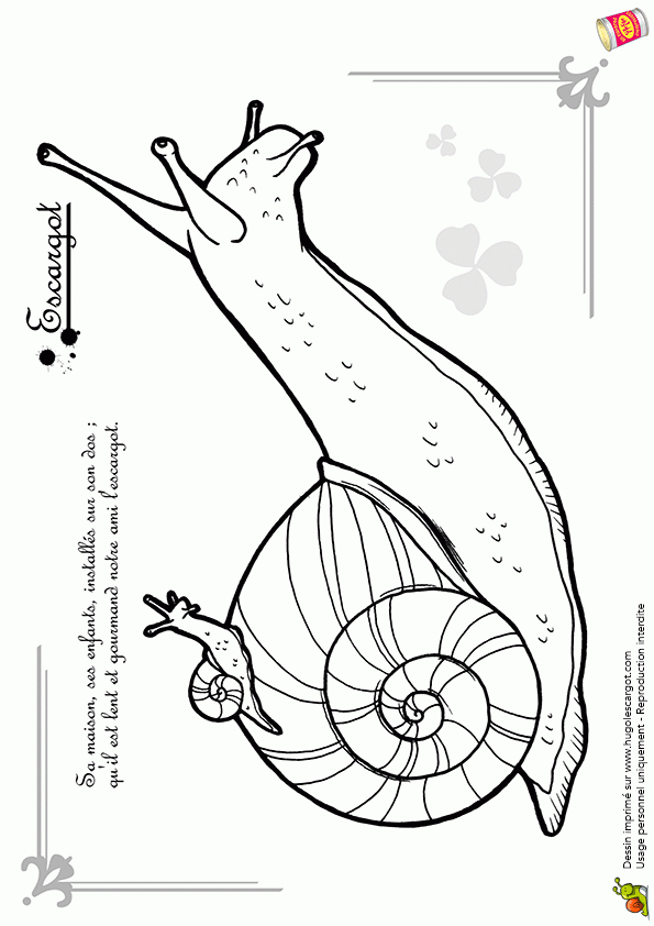 Coloriage Découverte Des Petites Bêtes L&amp;#039;Escargot serapportantà Coloriage Insectes