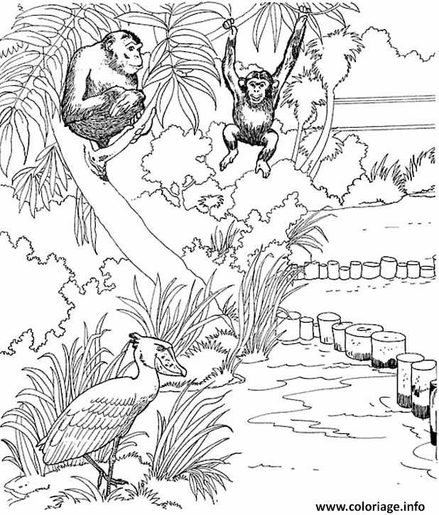 Coloriage Des Singes Dans Un Zoo Dessin Singe À Imprimer intérieur Coloriage Zoo