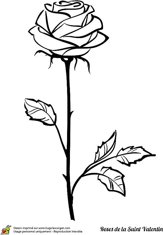 Coloriage D&amp;#039;Une Jolie Tige De Rose À Offrir Pour La Saint avec Dessin Rose