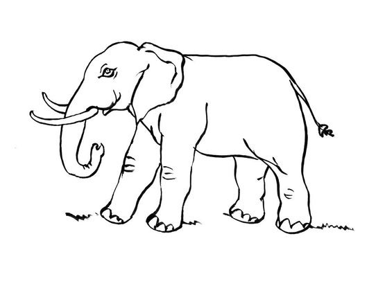 Coloriage Eléphant 11 - Coloriage Elephants - Coloriages avec Coloriage 2L2Phant