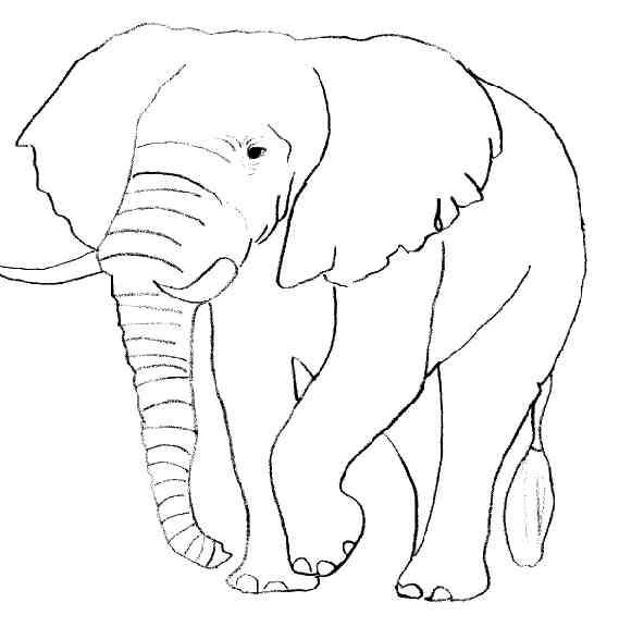 Coloriage Éléphant #6316 (Animaux) - Album De Coloriages encequiconcerne Dessin Elephant
