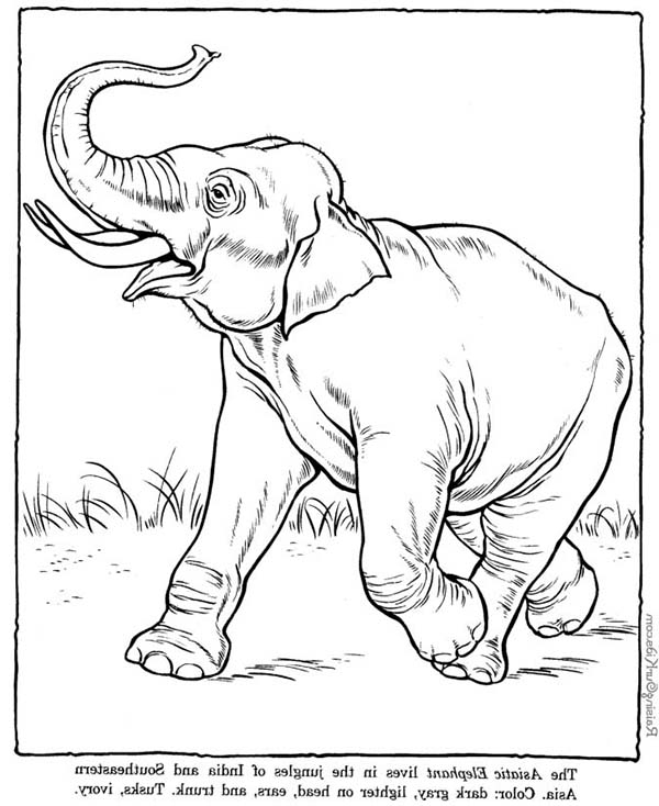 Coloriage Éléphant #6442 (Animaux) - Album De Coloriages tout Dessin Coloriage Éléphant