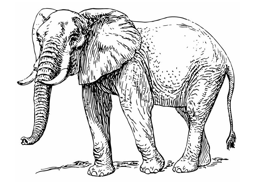 Coloriage Éléphant - Coloriages Gratuits À Imprimer serapportantà Dessin Elephant