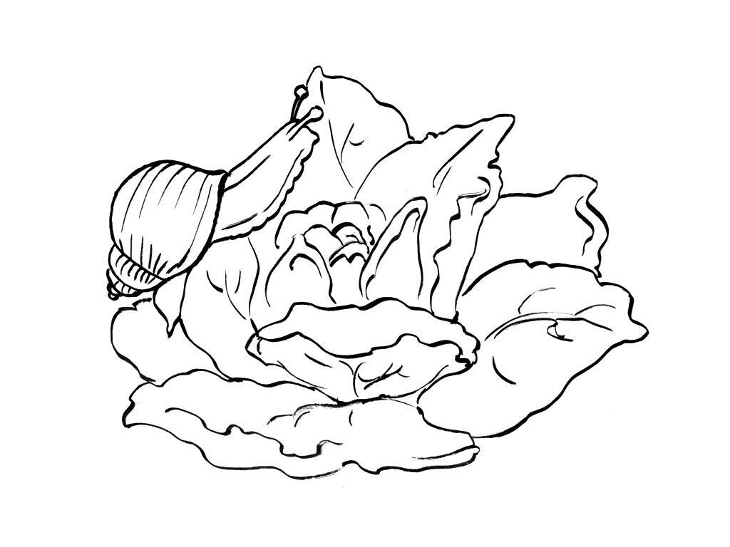 Coloriage Escargot 5 - Coloriage Escargots - Coloriages avec Coloriage Dessin Salade