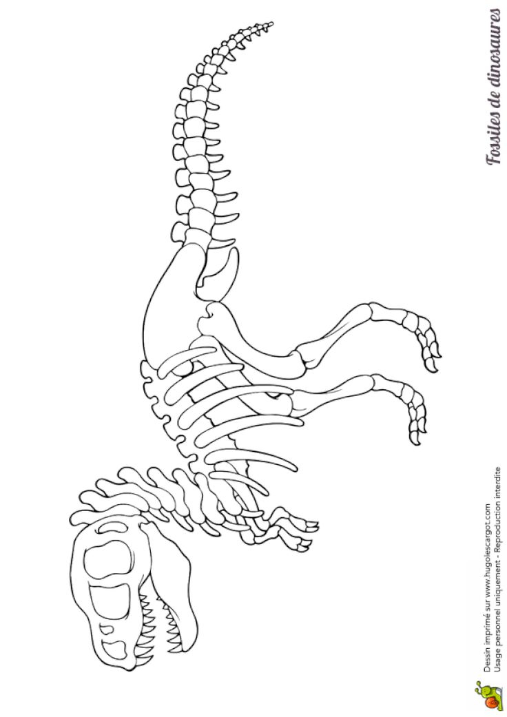 Coloriage Fossile Dinosaure T Rex Complet En 2020 tout Dessin T,