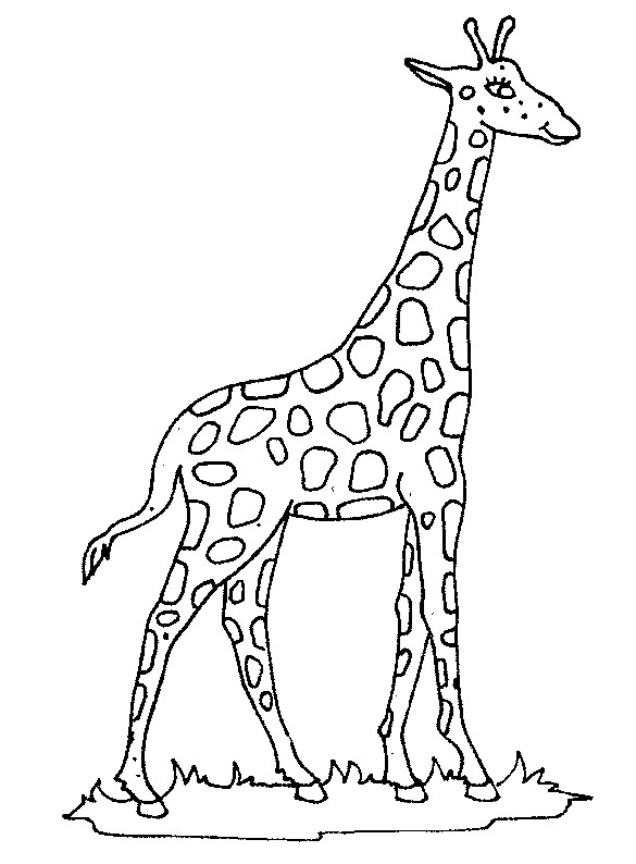 Coloriage Girafe Gratuit À Imprimer avec Coloriage Girafe